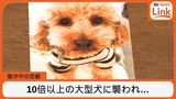「殺されている、食べられている」愛犬を大型犬に噛み殺され半狂乱で父に電話した娘 家族もトラウマに | 沖縄のニュース|RBC 琉球放送