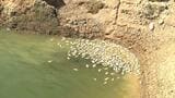 金武ダムで魚が大量死 水面が緑に変色 植物プランクトンの大量発生が原因か|TBS NEWS DIG