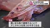 4日で1800万回再生「アニサキスライト」宮崎大学医学部寄生虫学のSNS投稿で注目 「明るいところでも見える」開発者のこだわり | MRTニュース | MRT宮崎放送