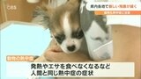 ペットの熱中症に注意 エアコン使っていても症状が…死に至るケースも | 大分のニュース|OBS NEWS|大分放送