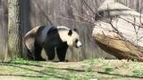 太平洋を渡る「毛むくじゃらの外交官」パンダが中国から渡米する意味 | 福岡のニュース|RKB NEWS|RKB毎日放送