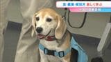 空港の探知犬が持ち込み禁止の食べ物を探すデモンストレーション　中四国農政局が「夏休みこども見学デー」|TBS NEWS DIG
