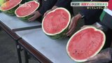 「甘くてしゃりしゃり」阿武町特産・福賀すいかの出荷式|TBS NEWS DIG