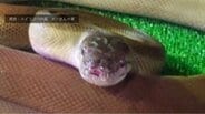 【速報・追記更新】体長約3mのヘビがペットショップから逃げる パプアンパイソンという種類で体は濃い緑色 毒はなし おとなしい性格 店側「鍵をしめていたためヘビはまだ店内にいる可能性が高い」 青森県青森市|TBS NEWS DIG