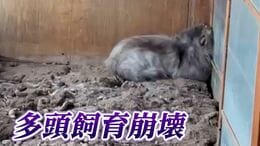 「床に散らばる骨・死骸」部屋には66匹のネコ　“多頭飼育崩壊” の現場に密着　どうすれば防げるのか【岡山】　|TBS NEWS DIG