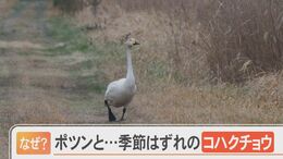ケガで飛べなくなったコハクチョウ「吉田さん」 仲間の北帰行に合わせ、毎年徒歩での里帰り試みる|TBS NEWS DIG