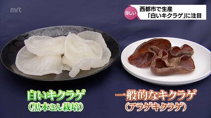 見た目も珍しい希少な「白いキクラゲ」 新食材の魅力に注目 | MRT