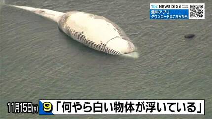 海にクジラが浮いています」定置網に引っかかったクジラはその後どう