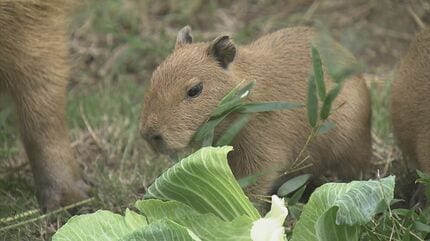 竹島水族館でカピバラの赤ちゃんお披露目 10月12日に5頭誕生 飼育員は