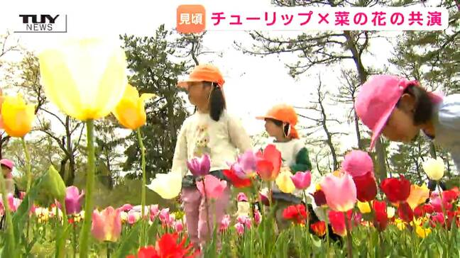 色とりどりのチューリップに園児は大興奮! いこいの村のチューリップ園で約2万株が見ごろ!(山形)|TBS NEWS DIG