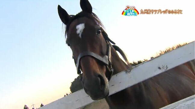 「競走馬のふるさと」大崎町・鹿児島【亀ちゃんのかごしま撮った!】|TBS NEWS DIG