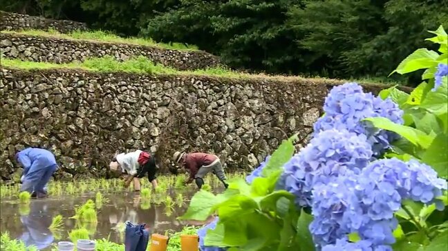 「日本の棚田百選」坂元棚田で田植え|TBS NEWS DIG