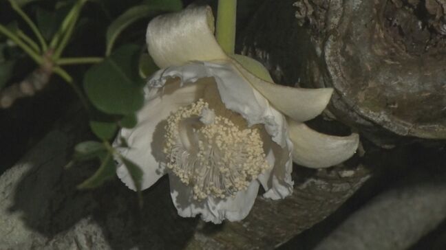 約６分で咲き 翌日には色が変わってしまう花　世界で一番幹が太くなるアフリカバオバブが開花　沖縄|TBS NEWS DIG