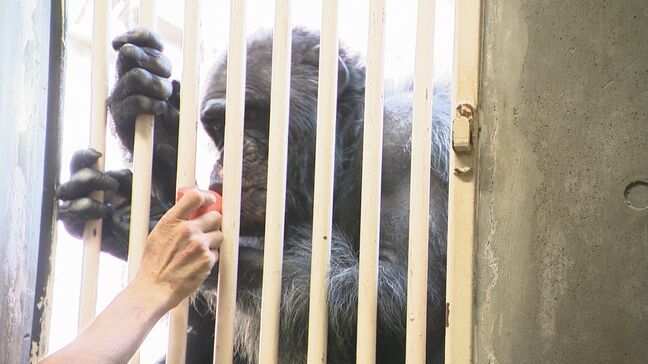 「指の太さや表情に感動」チンパンジーの飼育の裏側を見学　長野市・茶臼山動物園|TBS NEWS DIG