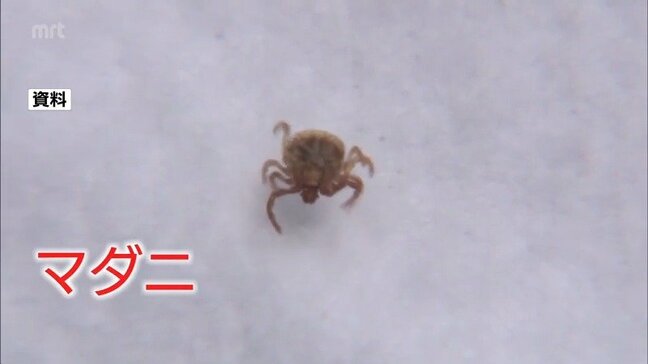全国で感染リスク マダニ感染症「SFTS」宮崎県内で今年初確認 重症化すると死亡することも・・・|TBS NEWS DIG