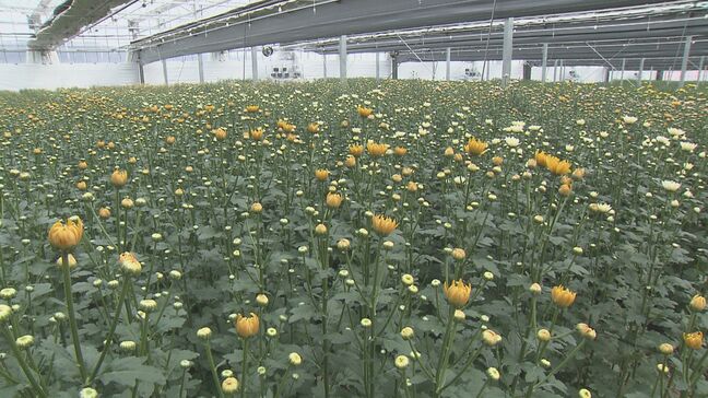 キク生産の拠点施設が大分市に完成　一貫体制で年間240万本出荷へ|TBS NEWS DIG