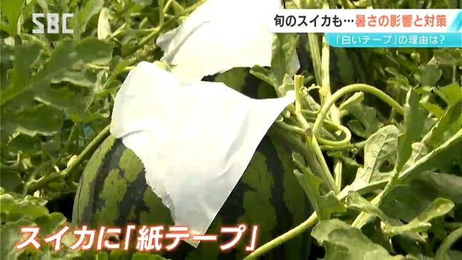スイカが煮える!?表面に貼られた白いテープはなに？甘～いスイカを届けるために…暑さと闘う農家の苦労と対策　長野・松本市|TBS NEWS DIG