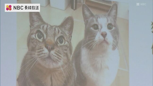 猫の殺処分数 全国ワーストクラスだった長崎市 「猫の命を守るためにできること」テーマに講演会|TBS NEWS DIG