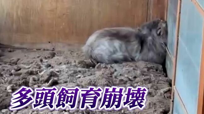 「床に散らばる骨・死骸」部屋には66匹のネコ “多頭飼育崩壊” の現場に密着 どうすれば防げるのか【岡山】 |TBS NEWS DIG
