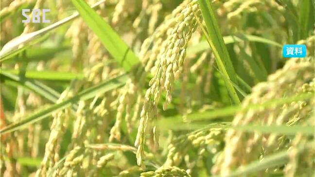 新米の価格の指標となる「概算金」 長野県内は過去最高の去年比1.7倍余り コシヒカリの一部品種で60キロあたり2万8000円前後に|TBS NEWS DIG