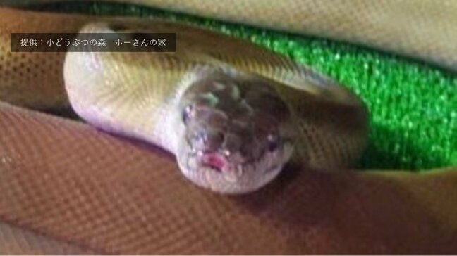 【速報・追記更新】体長約3ｍのヘビがペットショップから逃げる　パプアンパイソンという種類で体は濃い緑色　毒はなし　おとなしい性格　店側「鍵をしめていたためヘビはまだ店内にいる可能性が高い」　青森県青森市|TBS NEWS DIG