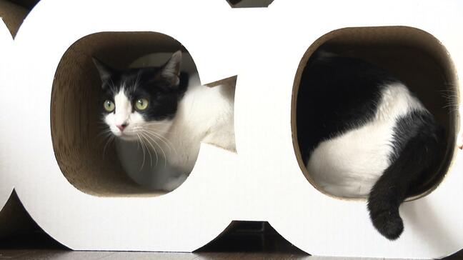 保護猫カフェに「キャットタワー」段ボール会社が寄贈、猫好き社員のアイデアで商品化　「爪とぎ、どう？」記者がマイクを向けるとネコは⋯【2月22日・猫の日】|TBS NEWS DIG