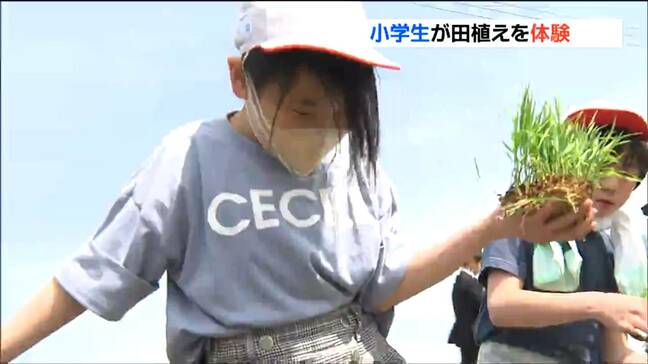 奈良の東大寺に献上「金のいぶき」 手で植える大変さ実感 児童が玄米の献上米を田植え 宮城・涌谷町|TBS NEWS DIG
