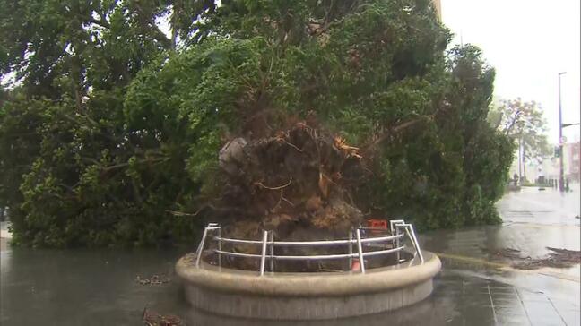 沖縄地方の暴風警報すべて解除　各地で倒木などの被害　波浪警報は継続|TBS NEWS DIG