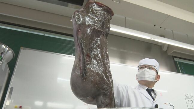 冬の味覚「アンコウ」はなぜ吊るし切りにする?特別授業で学ぶ “海のフォアグラ”あん肝を出汁にした鍋の味は…?|TBS NEWS DIG