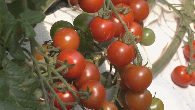 ハウス栽培｢ミニトマト｣ 収穫が最盛期 暑さに注意し対策をしながら… ピークは5月下旬頃まで 愛知・碧南市|TBS NEWS DIG