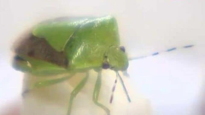 「カメムシの臭いを一刻も早く消すには？」害虫対策に詳しい専門家によるキーワードは「水と油と熱」|TBS NEWS DIG