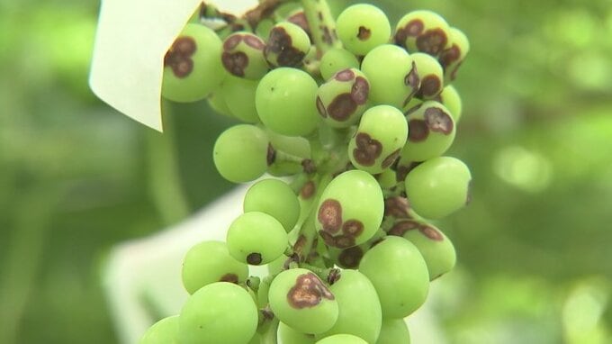 ブドウの実や葉に斑点　「黒とう病」ここ数年で最多　注意と対策を呼びかけ　山梨　|　山梨のニュース | ＵＴＹテレビ山梨