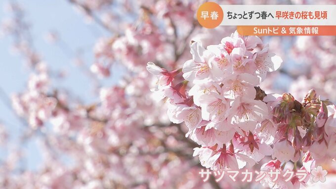 早春の新宿御苑　早咲きの桜見頃に【SUNトピ】|TBS NEWS DIG