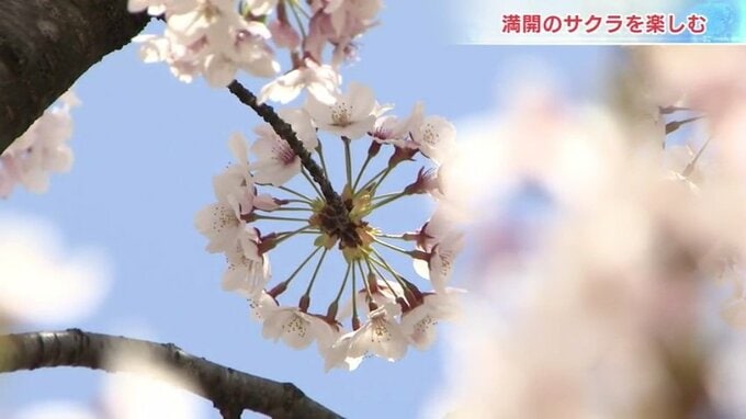 「元気でサクラを見られる幸せ」絶好のお花見日和 桜の名所環水公園にぎわう 富山 　|　富山のニュース｜天気・防災｜チューリップテレビ