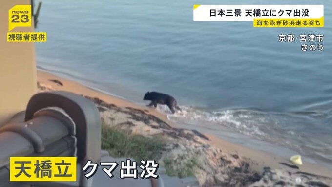 京都・天橋立にクマが出没　海を泳ぎ砂浜走る　業者が麻酔銃撃ち捕獲|TBS NEWS DIG