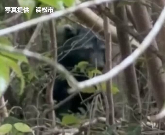 「林の中で目撃した」クマ1頭の出没情報 周辺では今月入り目撃や排せつ物の発見も=浜松市浜名区【速報】|TBS NEWS DIG