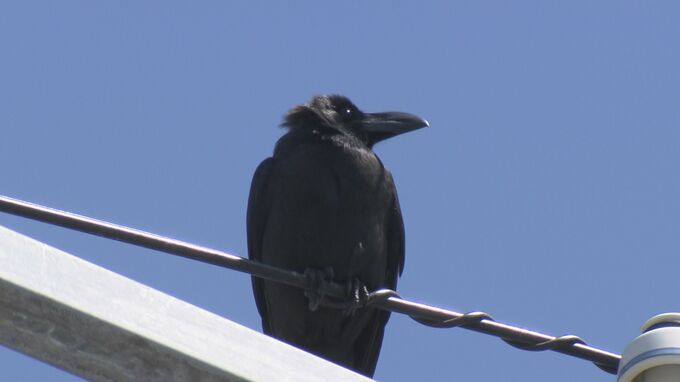 「卵なし！」年間1700の巣を撤去　停電防ぐため…終わりなきカラスとの戦い　|　福島のニュース│TUF