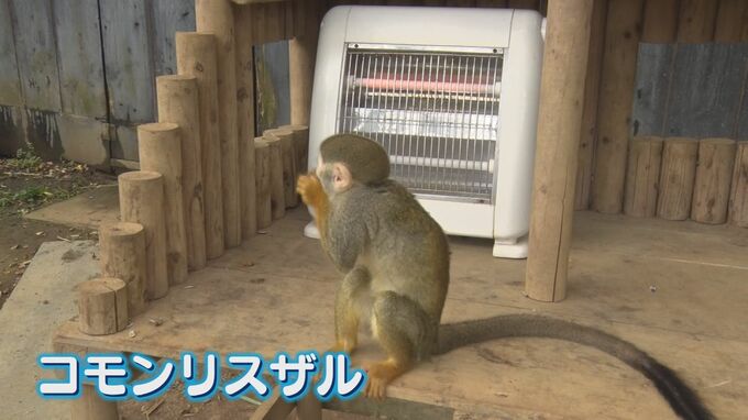 寒いのは人間だけじゃない！動物たちは身を寄せ合い暖を取る姿も　|TBS NEWS DIG
