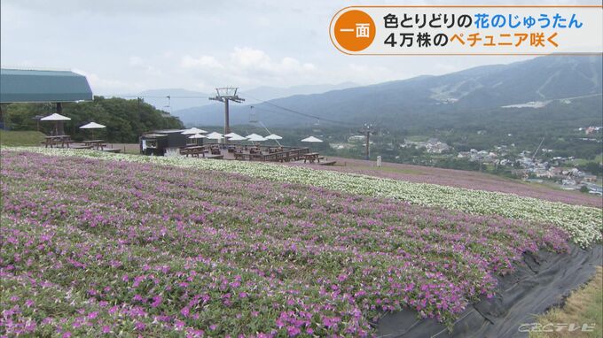 4万株のペチュニアの花が見頃 標高1000メートルの山頂に広がる花のじゅうたん 岐阜 Tbs News Dig 1ページ