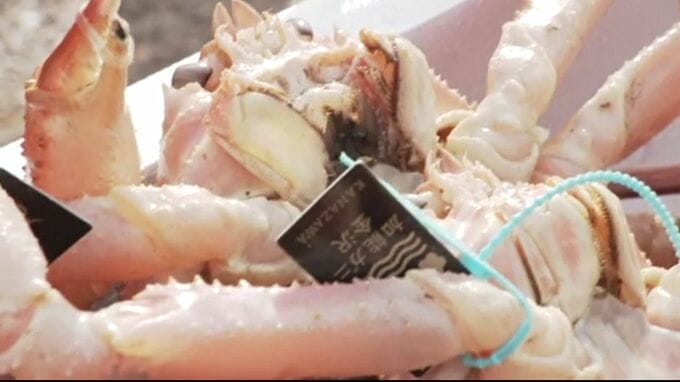 カニ漁が解禁 金沢港でさっそく水揚げ 漁師が狙う最高級ブランド「輝」は初日から出るか⁉|TBS NEWS DIG