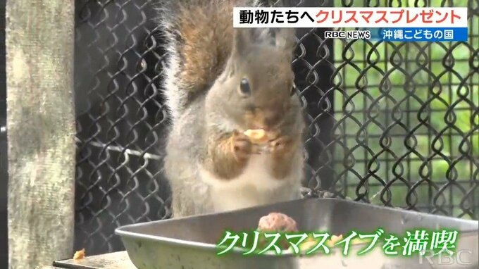 動物たちに好物のエサをプレゼント　沖縄こどもの国でクリスマスイベント|TBS NEWS DIG