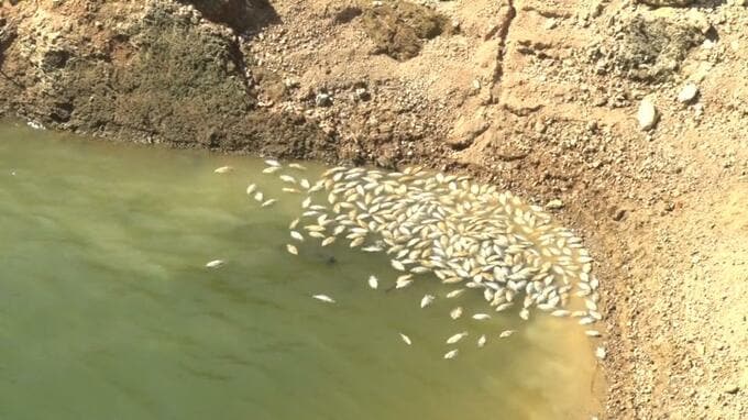 金武ダムで魚が大量死　水面が緑に変色　植物プランクトンの大量発生が原因か　|　沖縄のニュース｜RBC 琉球放送