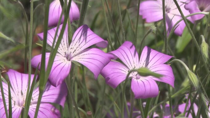 島根県邑南町　ハーブガーデン「香木の森」で色とりどりの花見頃　|　BSSニュース | BSS山陰放送