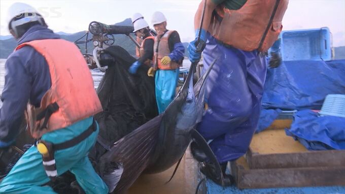 元保育士の男性が漁師に…魚を獲るだけではない新しい漁師を目指し、海の世界へと飛び込んだワケとは　　島根県松江市　|　BSSニュース | BSS山陰放送
