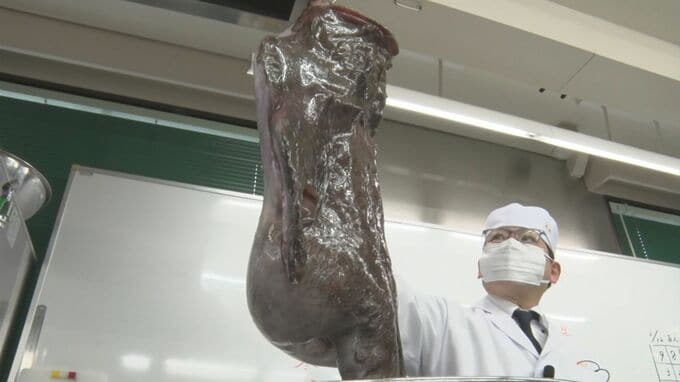 冬の味覚「アンコウ」はなぜ吊るし切りにする？特別授業で学ぶ　“海のフォアグラ”あん肝を出汁にした鍋の味は…？|TBS NEWS DIG