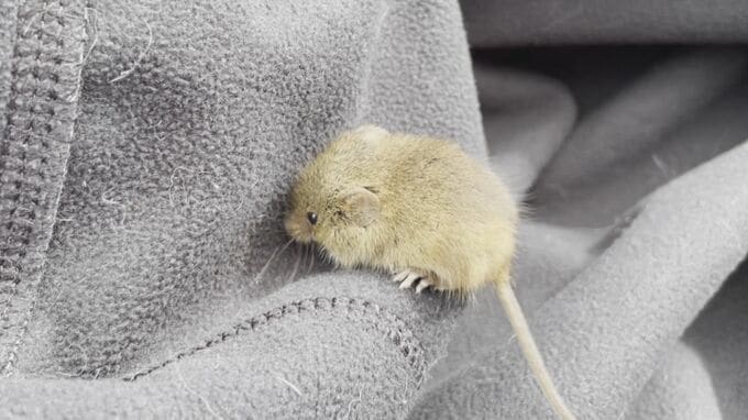 野焼きから逃げ出してきた「カヤネズミ」　動画撮影者によじ登る　めったに人前に姿を見せない準絶滅危惧種　|　大分のニュース｜OBS NEWS｜大分放送