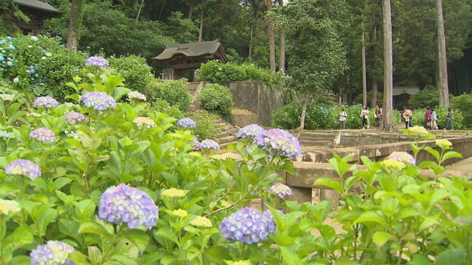 アジサイ寺「月照寺」　5月下旬の低温で、アジサイの見頃は例年よりも少し後ろ倒しに…7月入ってからも楽しめそう|TBS NEWS DIG