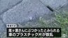 青森県六ヶ所村の国道脇で女性の遺体見つかる　警察はひき逃げ事件とみて捜査　|　青森のニュース│ATV NEWS│青森テレビ