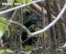 「林の中で目撃した」クマ1頭の出没情報 周辺では今月入り目撃や排せつ物の発見も=浜松市浜名区【速報】　|　静岡のニュース | SBSNEWS | 静岡放送