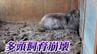 「床に散らばる骨・死骸」部屋には66匹のネコ　“多頭飼育崩壊” の現場に密着　どうすれば防げるのか【岡山】　　|　岡山・香川のニュース | 天気 | RSK山陽放送